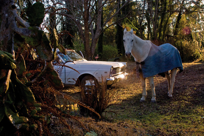 photo of horse, looking at camera, standing next to vintage car among trees